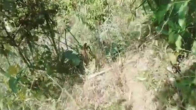 Sielkan puk part 1