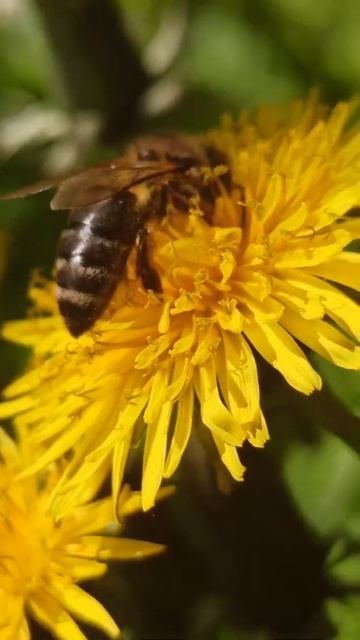 Чудесная пчёлка-труженица собирает цветочный нектар.Wonderful worker bee!#shorts #nature #bee