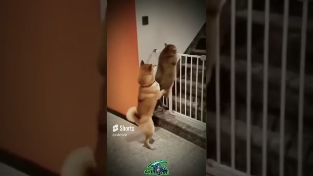 Какие же все-таки эти удивительные коты и собаки)))