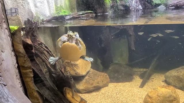 The Georgia Aquarium - River Scout Pt 1