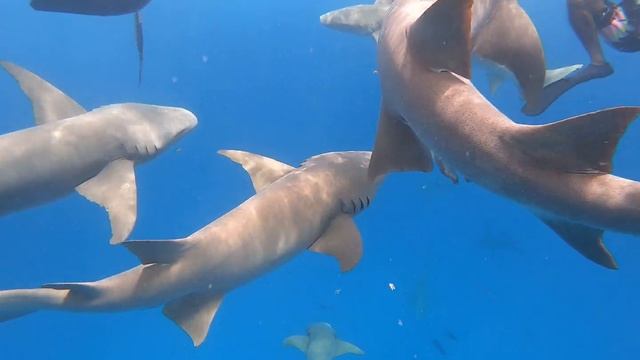 Nurse Shark Snorkeling Maldive Go pro 4K HD video