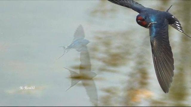 Billy Vaughn - La golondrina (HQ)