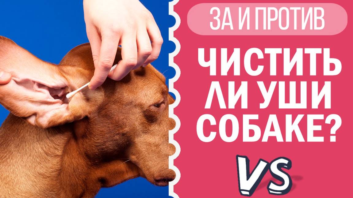 Чистка ушей собаке: нужно ли это? Чихуахуа Софи объясняет! 🐶👂