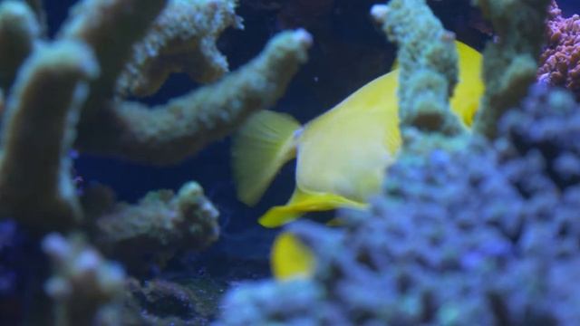Yellow Tangs & Atlantic Blue Tang