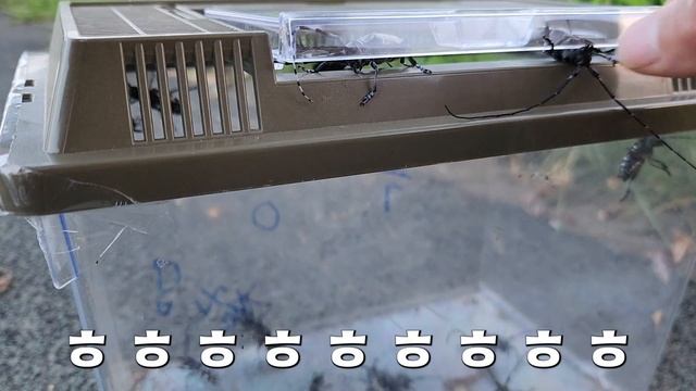 하늘소 고기를 볶아 먹어 보면 무슨 맛 일까?