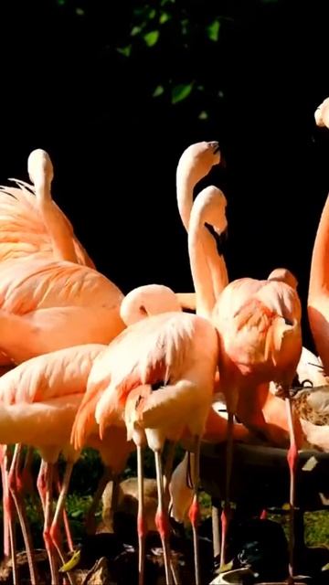 Unveiling the Mystery #flamingo #youtubeshorts #viral #youtube #video #shorts #short #trending #fyp