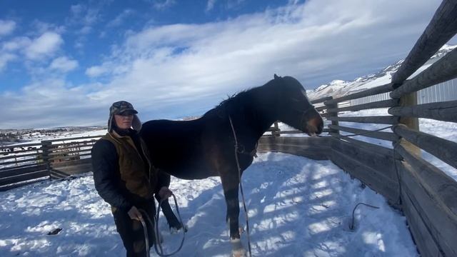 Scotch hobbling a horse- or jacking a leg on one