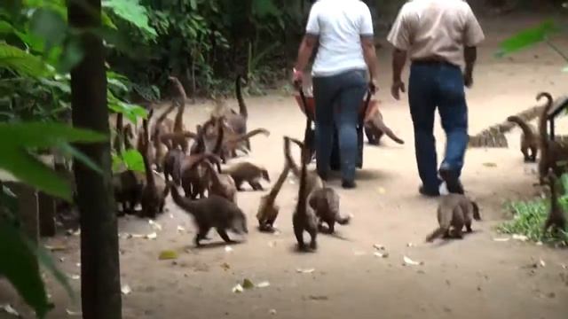 Coati