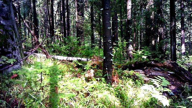 Лесные - дом под землей в лесу, медведь, кровать и защита