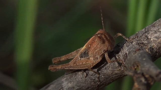 Nymph of a Grasshopper