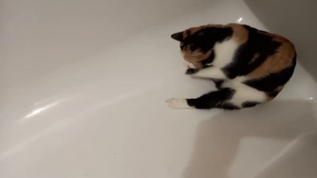 Котенок играет в ванной.Муся котенок играет с хвостом.Муся умывается в ванной