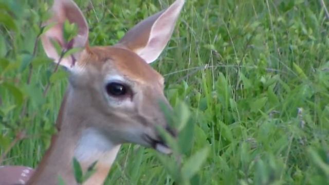 Cute baby deer fawns and Momma Olive 7-03-2016