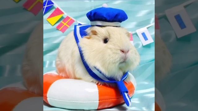 забавные морские свинки