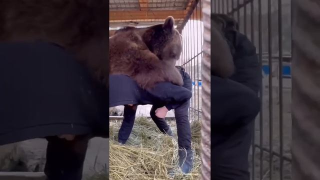 Эх, разгуляй силушка богатырская!