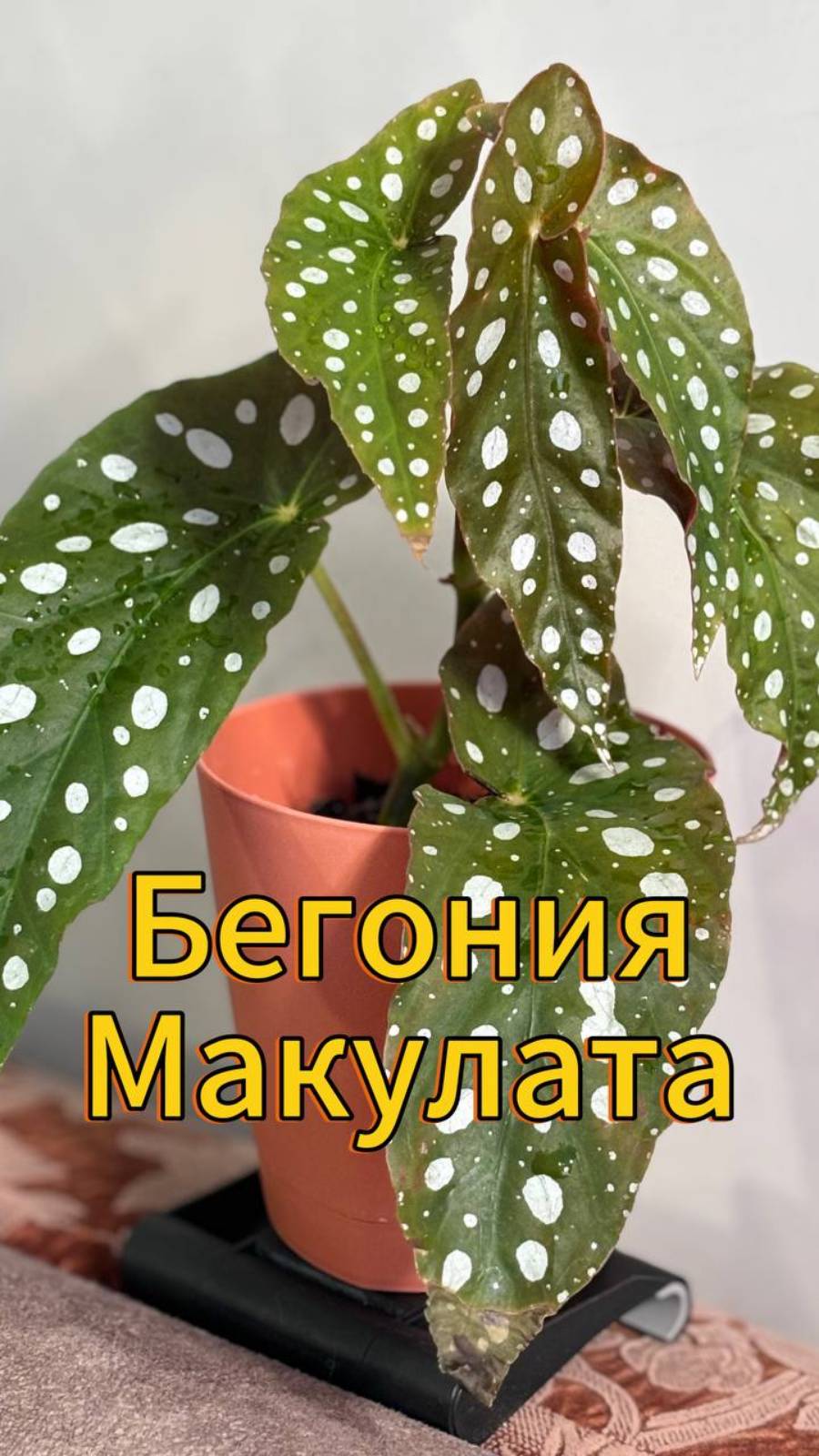 Бегония Макулата