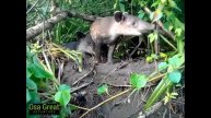 Corcovado Tour, Costa Rica. Tapir with a baby at Sirena Station.