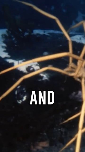 Scary Giant Antarctican Sea Spiders