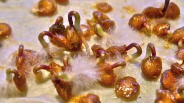 TOMATO TREE : from SEED to TREE