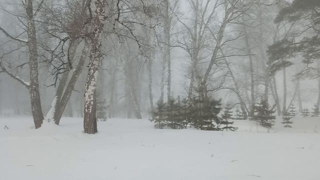 Туманное утро в Лесу.