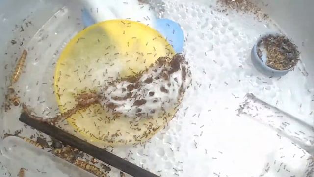 Solenopsis Geminata: Frozen Mouse Feeding Time Lapse