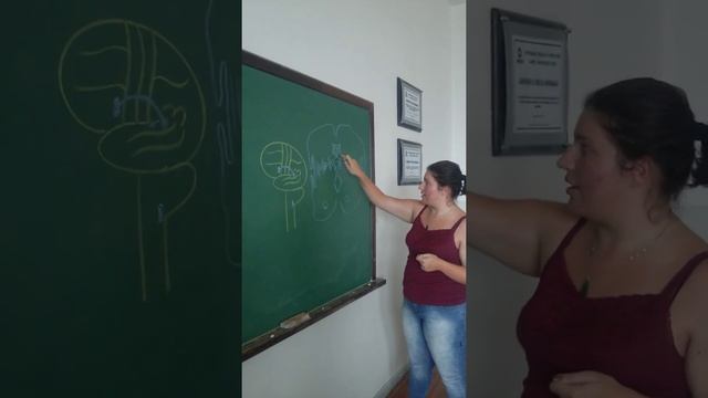 Neuroanatomy - oral test - Best Students Ever (brazilian portuguese)