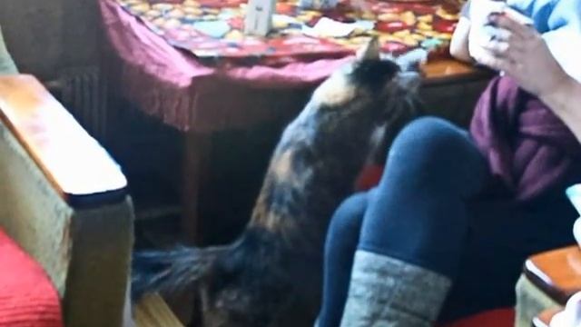 Вася выпрашивает сметану у мамы