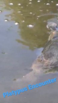 PLATYPUS ENCOUNTER