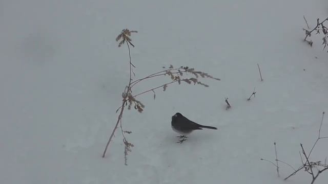 Bird jumping for seeds, 2/13/14