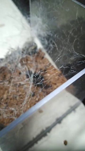 black house spider (badumna insignis) hunting method