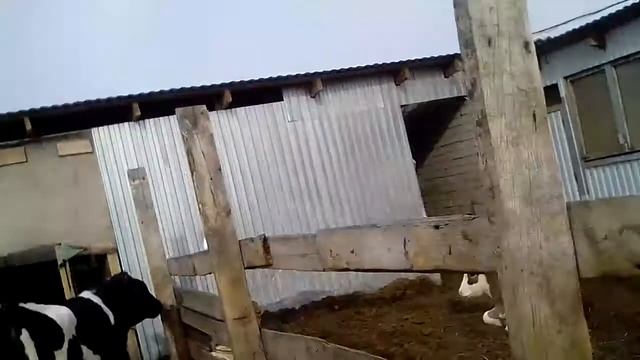 Сколько ест бык дробленки.Cuánto come el toro machacado.