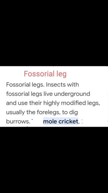 Fossorial type of leg in Gryllotalpa( mole cricket) #entomology#insects#agriculture #education