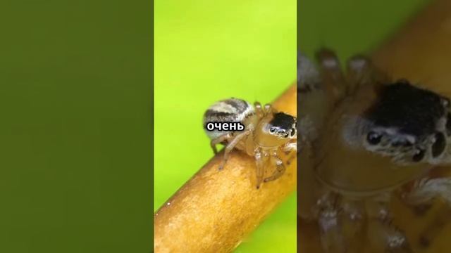 Пять удивительных фактов о мандавошках!