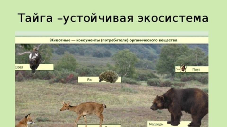 Экосистема Тайги