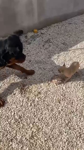 1000074179.mp4