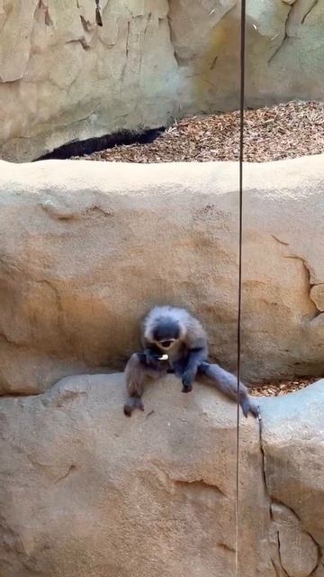 Silvery Gibbon ✨ Eating ✨ #shorts #animals