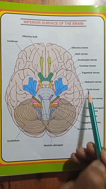 12 Cranial nerve  #nerves #brain #anatomy #shorts_video @Angad-Rahi