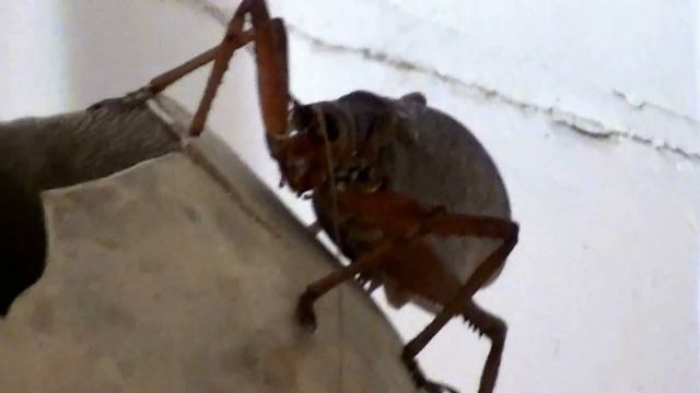 Insecte à la Martinique