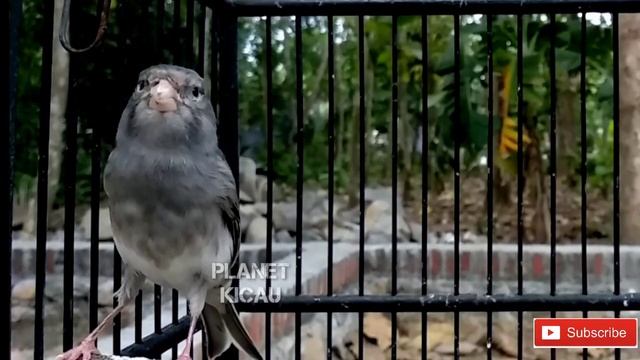 Очень мощный! стимулирование звука ленивых канарских щебетание