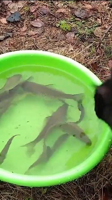 Когда любишь рыбу но боишься воды #shorts