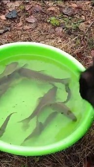 Когда любишь рыбу но боишься воды #shorts