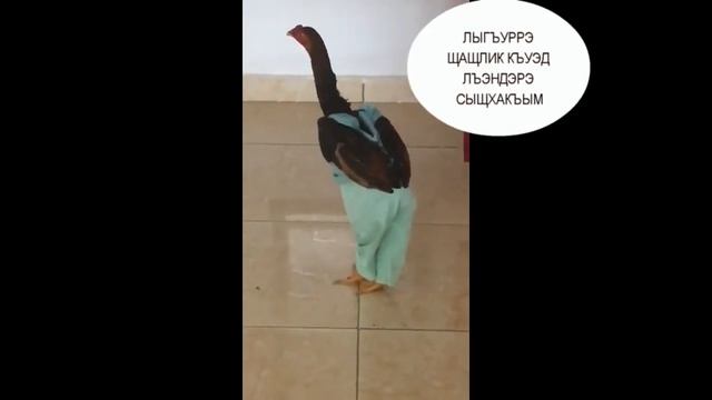 СОПlАМПlЭ - Гущыlэ