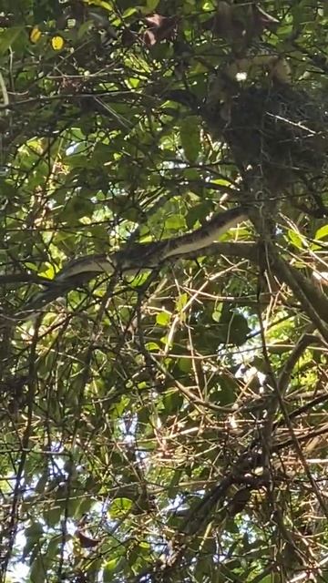 Ratsnake in a cardinal nest.