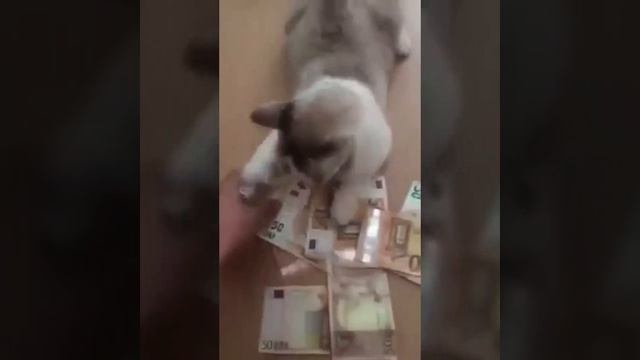 Look  FUNNY CAT clever surprise!! Pussy Hustler Euros