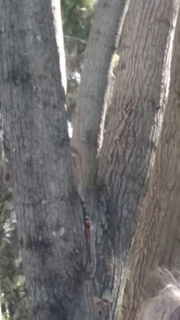 squirrels, 🐿️🐿️ 🐿️🌳 🌿белки, ПРИКЛЮЧЕНИЕ