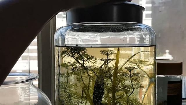 HUGE 2.5G Spring Ecosphere - SO MUCH LIFE!