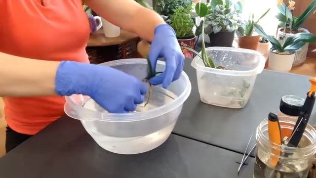 Bc. Hippodamia Repot Today I am going to repot Bc. Hippodamia