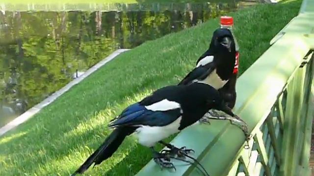 Алька и Локи - ручные сороки))