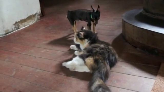 Любовь между кошкой и собакой! Смешное видео  -  Love between a cat and a dog! Funny Videos