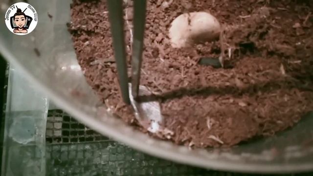 How Brachypelma hamorii Dance? After She Molt