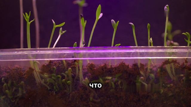 Как свет губит ваши цветы